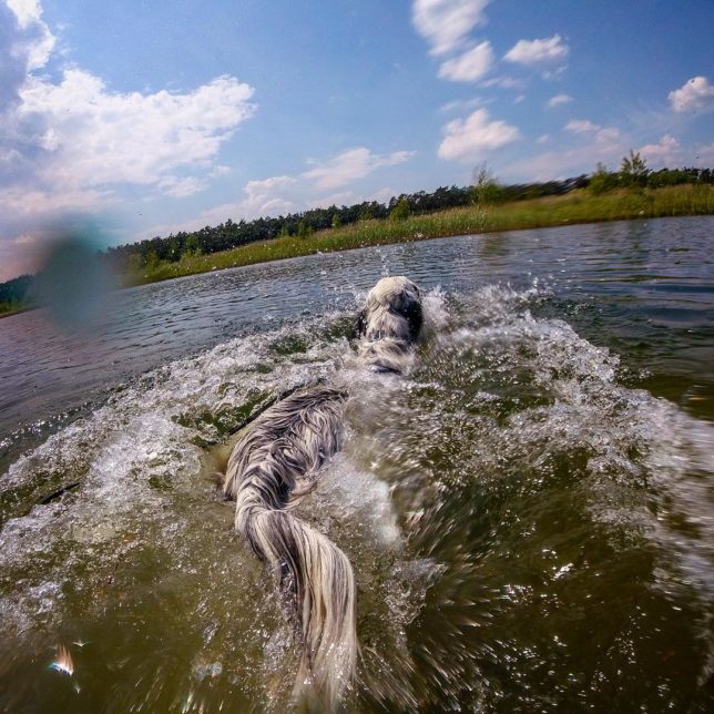 rudythetherapist Rudy // The Therapist. Rudy. #wet #hot #rudythetherapist #dog #englishsetter #setter #czechrepublic #settersofinstagram #animal #therapy #rudy #dailylife #zizkovdog #dog #pond #water #lysanadlabem #lysa #swimming #wet #starálysá #gopro #swimmtogether